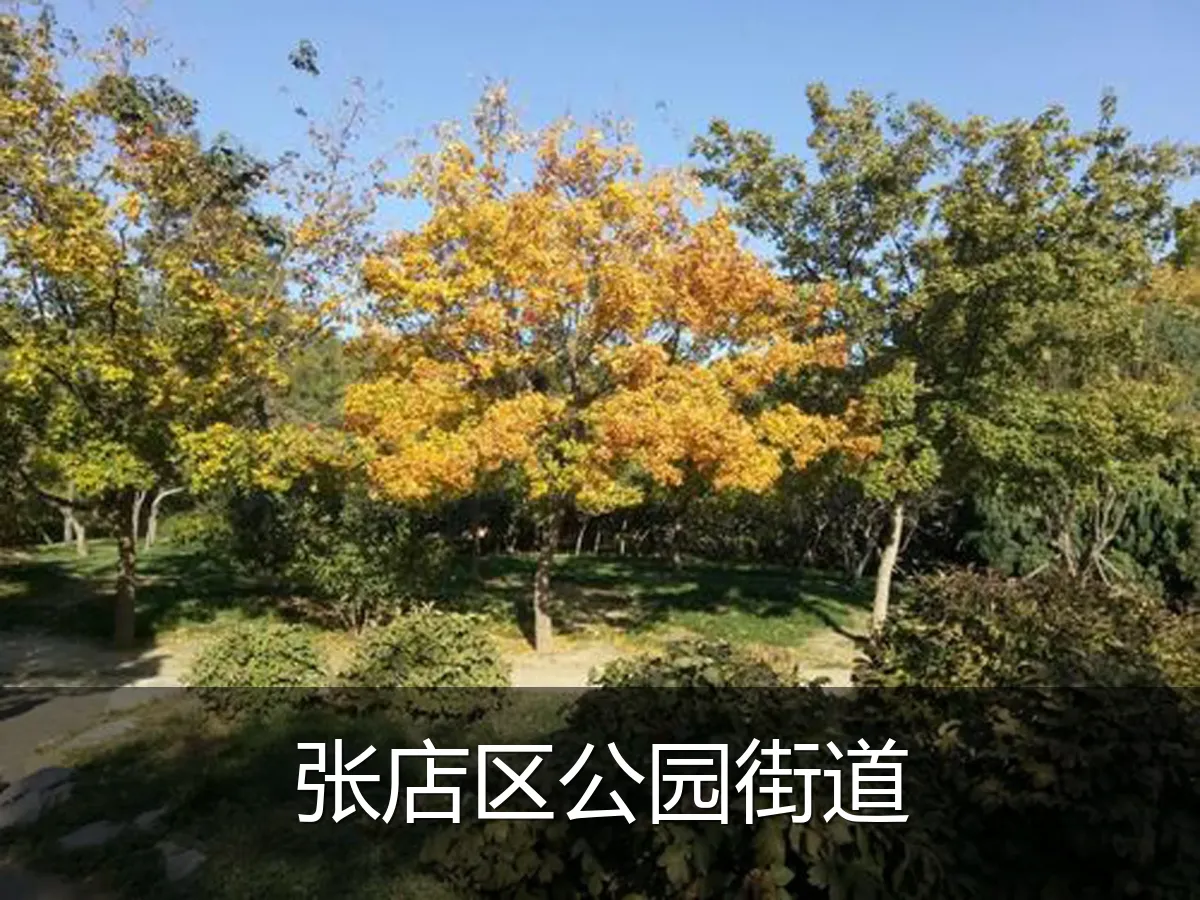 张店区公园街道